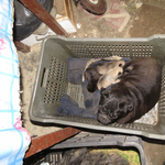 Letartóztatná az állatkínzással gyanúsított nyírbogáti házaspárt az ügyészség