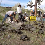 Videó: 155 fiatal óriásteknőst engedtek szabadon a Galápagos-szigeteken