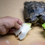 Huszonöt éves lett Janus, a kétfejű teknős