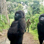 A gorillák mindent eldobtak, amikor meglátták, hogy szelfi készül