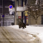 Kitört a pánik a húsosoknál a sertéspestis miatt, a vaddisznók irtását követelik