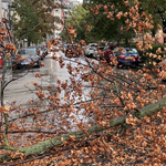 Fa dőlt az útra és egy autóra a XII. kerületben – fotó