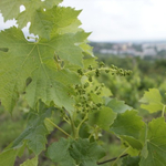 Szekszárdi a legszebb szőlőbirtok