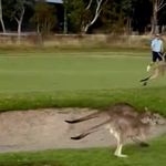 Kengurucsorda szakított félbe egy golfmeccset Ausztráliában – videó