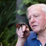 Érdemes lesz bekapcsolni a Spektrumot: 110 órányi lenyűgöző természetfilm jön David Attenborough 95. születésnapjára