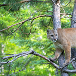 Éppen kertészkedett, mikor az egyik fáról egy puma nézett le rá