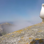 Jé, ez egy GoPro! - gondolta a sirály, és ellopta a kamerát