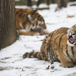 Fára mászott a tigris elől egy turista