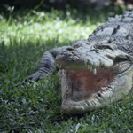 Egy krokodil gyomrában találtak rá annak az ausztrál férfinak a maradványaira, aki horgászás közben tűnt el