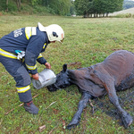 Tűzoltók mentettek ki a mocsárból egy elsüllyedt tehenet