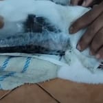 Drogcsempész macskát csíptek fülön egy Costa Rica-i börtönnél – videó