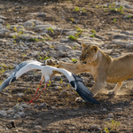 Izgalmas és felkavaró képeken csap le egy gólyára az oroszlán