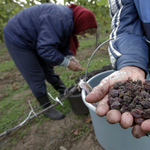 Legyen nemzetközi luxustermék a tokaji bor