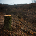 Fatolvajok miatt vágják tarra az erdőt Farkaslyukon – Nagyítás-fotógaléria