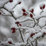 Adventi irodalmi naptár - december 10.