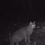 Róka és vadmacska kerülgette egymást a Tisza-tónál – videó