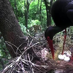 Kamera előtt keltek ki a kis fekete gólyák - fotó, videó