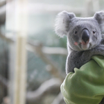 Kiselefánt, kölyökzsiráf és koala vezeti az Állatkert örökbefogadási listáját