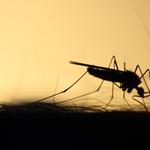 WHO: Az El Nino miatt olyan vírusos betegségek terjedhetnek fokozottabban, mint a dengue-, vagy a Zika-láz