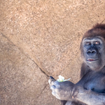 Meghalt Trudy, a legöregebb gorillanő