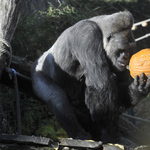 Jön a halloween: nézegessen cuki állatokat töklámpással az állatkertből!