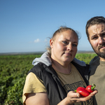 Chili magyar módra? Megnéztük, itthon miként termelik a jalapeñót