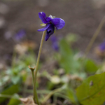 Virít az ibolya, aranyeső Zalában – fotók