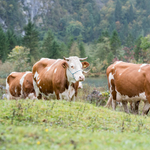 Határozatlan időre bezárták az állatsimogatót a fővárosi állatkertben