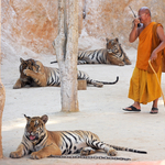 Elviszik a nagymacskákat a híres thaiföldi Tigris Templomból