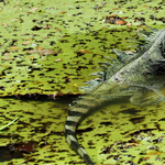 Szó szerint kiadták a kilövési engedélyt a floridai leguánokra