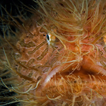Szépségek és rémségek a víz alatt - Nagyítás-fotógaléria