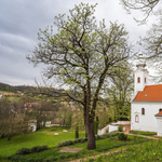 Szekszárdi berkenye lett az Év fája