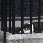 Larry macska okozott fejtörést Trump embereinek Londonban - fotó