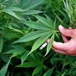 Kukoricásban termesztett kannabiszt egy lakiteleki férfi