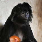 Így öleli kölykét a budapesti jávai langur - fotó