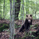 20 órán át haldoklott az út mellett az elgázolt medve, leváltják a hargitai prefektust