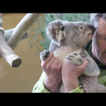 L. Simonnak nincs viszonya a koalákkal, Tarlós inkább delfin lenne - videó