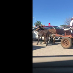 Videó: Ennyi a profi parkolás egy szamárfogattal