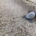 Elkezdtek kikelni a teknőcbébik az olasz strandokon – videó