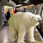 Zseniális marketing: jegesmedve szállta meg a londoni metrót – videó