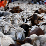 Egyetlen autóval elloptak 28 birkát Öregcsertőn