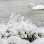 300 vakmerő ember mártózhat meg a jeges Balatonban