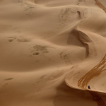 Balesetben halt meg egy néző a Dakar-ralin