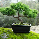 Bonsai fa nevelése otthon - Kicsi növény nagy igényekkel