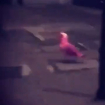 Pink sirály tartja lázban egy angol város lakóit - videó