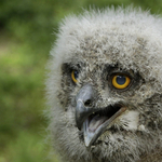 Fotó: évek óta nem volt példa erre, Bubo bubo szaporodott