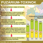 Hogyan kerül toxin a kenyérbe? – grafika