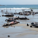 Halomban állnak a delfintetemek Namíbia partjainál