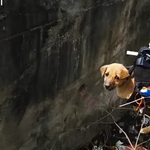 Videó: fogta magát a mérnök, és átépítette a drónt, hogy megmentse egy kiskutya életét – videó