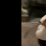 Machetével fenyegető fiatalt tartóztattak le Olaszországban – videó